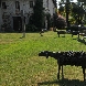 Villa Romano (Manzano)  pecore