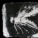 1998 Ape. Terracotta policroma, 33x26